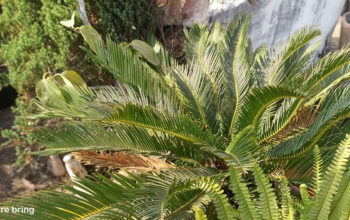 Cycas revoluta (Sago Palm)