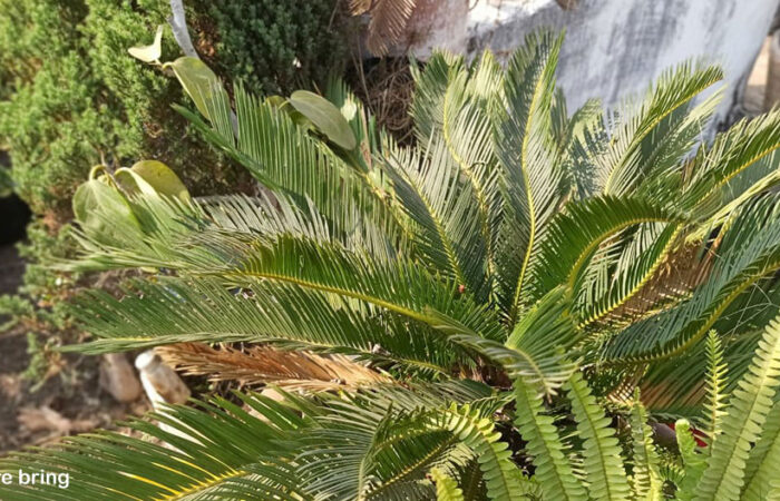 Cycas revoluta (Sago Palm)