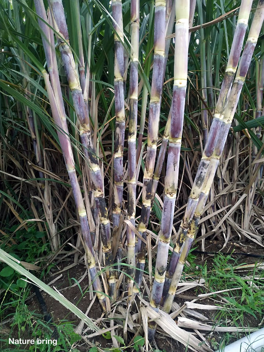 How to Grow Sugar cane Plant | Growing Sugarcane in pots