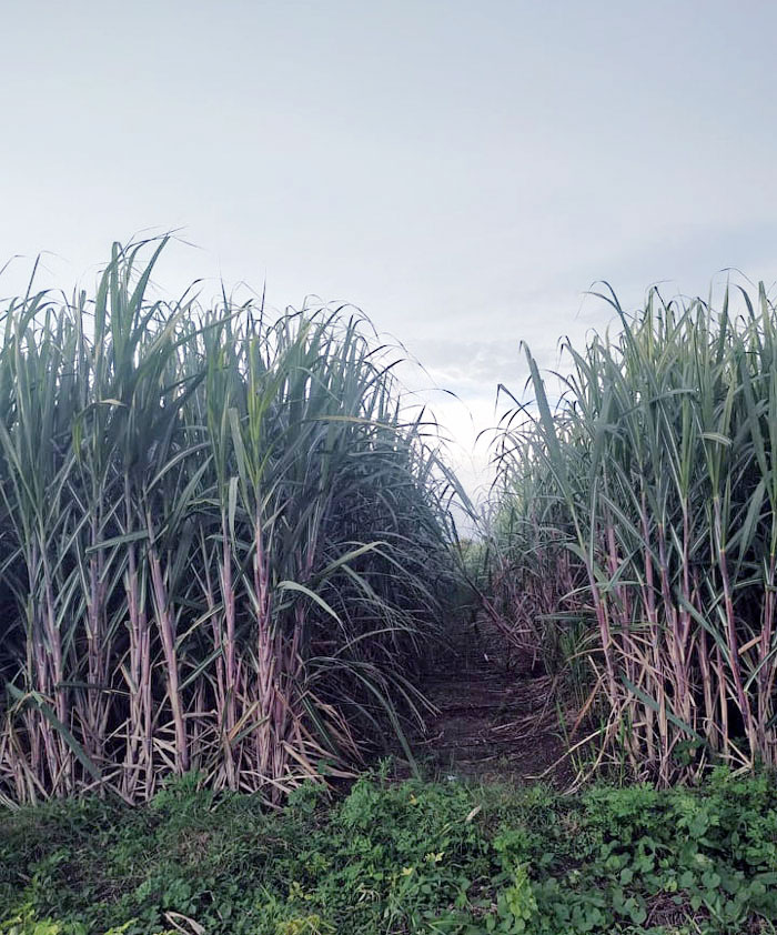 Sugar cane Plant