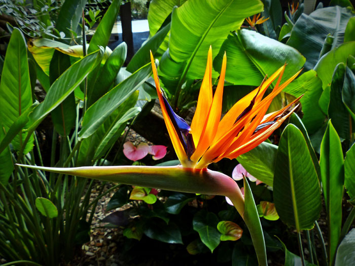 bird of paradise flower | crane flower