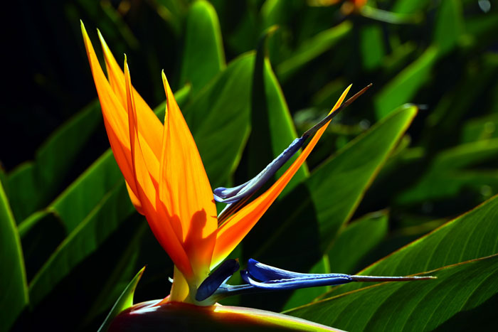 Bird of Paradise Plant (Strelitzia)