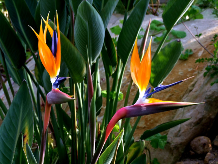 bird of paradise plant care