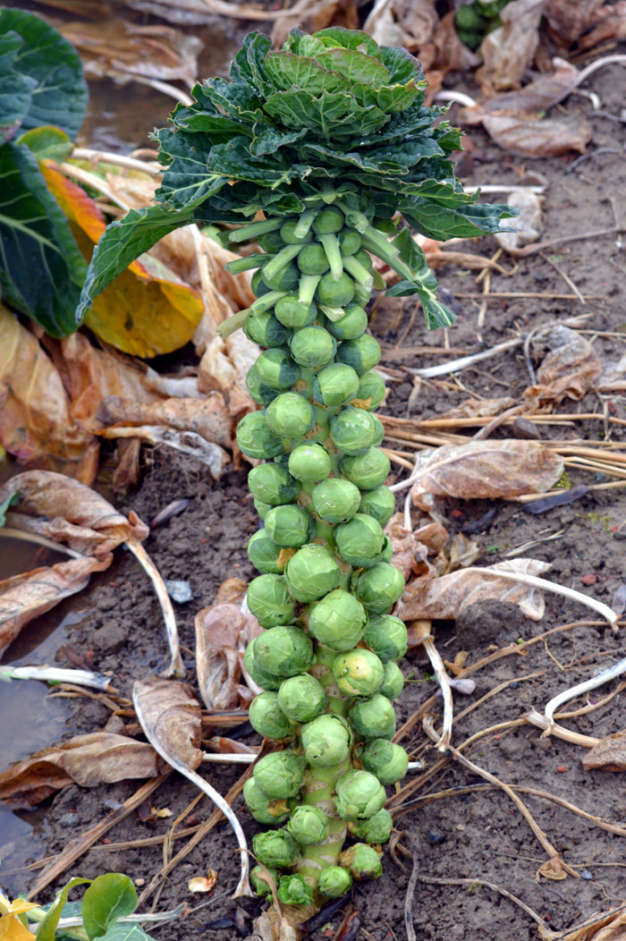 Growing Brussels sprouts 