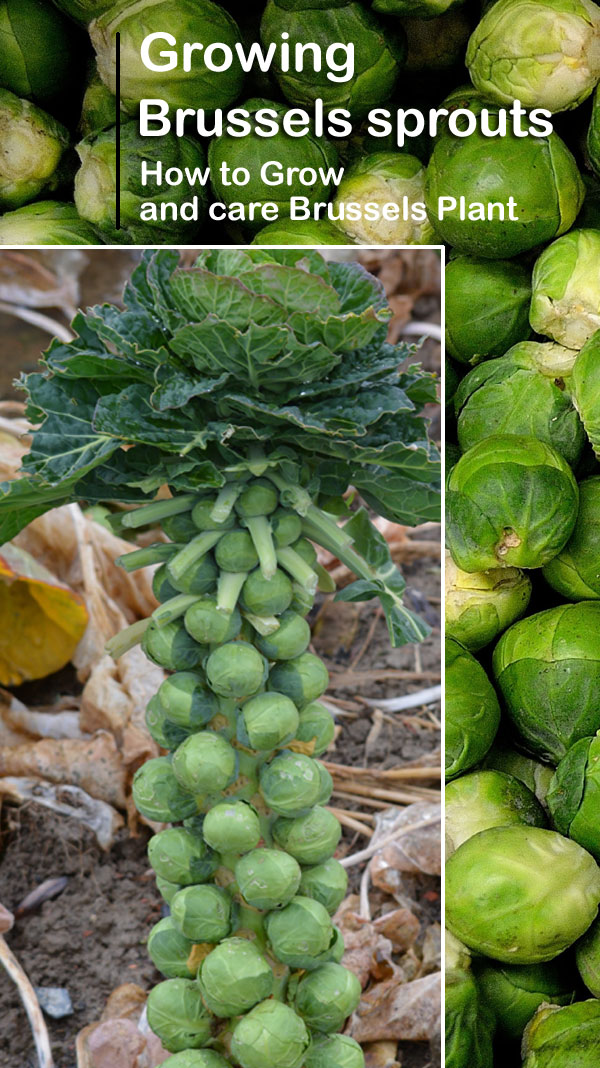 Growing Brussels sprouts 