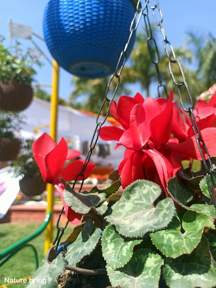 Cyclamen Plant