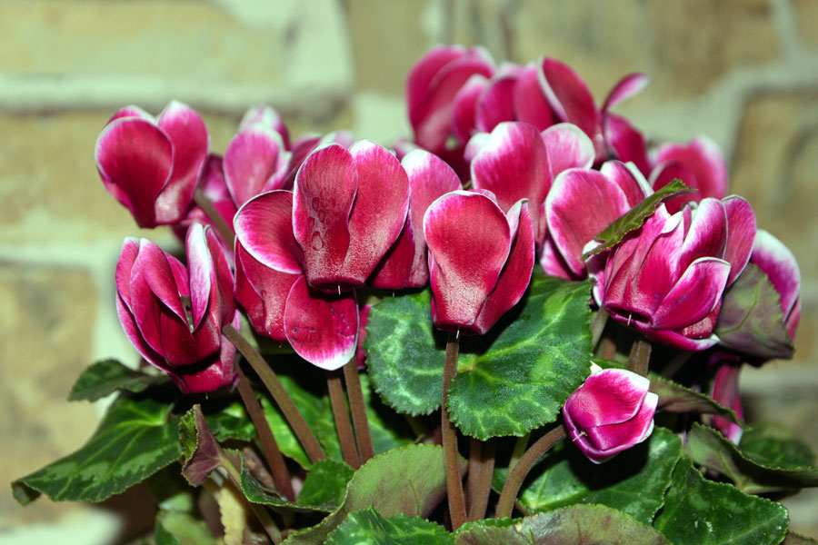 How to grow Cyclamen Plant indoors | Growing and Care Cyclamen