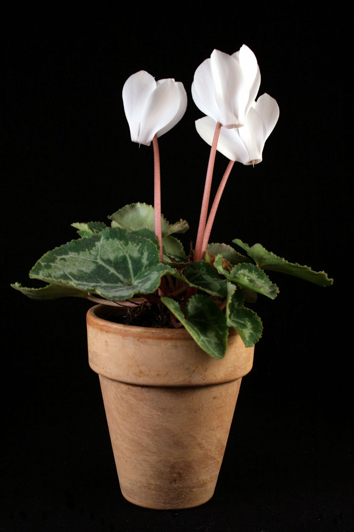 Цикламен в помещении |  цикламен hederifolium