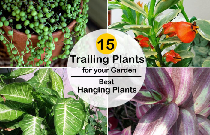 Trailing Plants