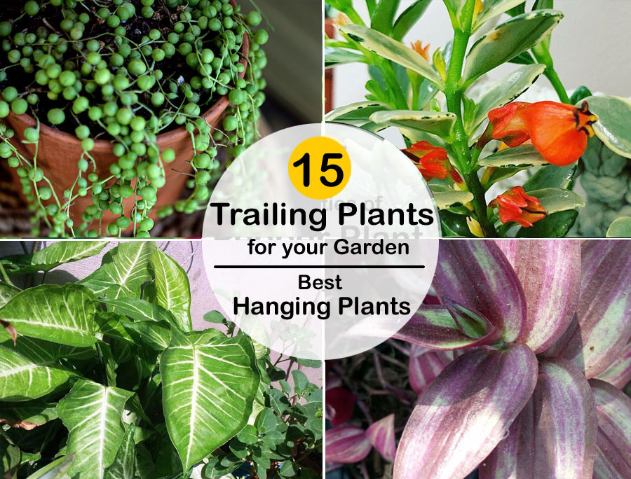 15Trailing Plants for your Garden | Best Hanging Plants for Your Home
