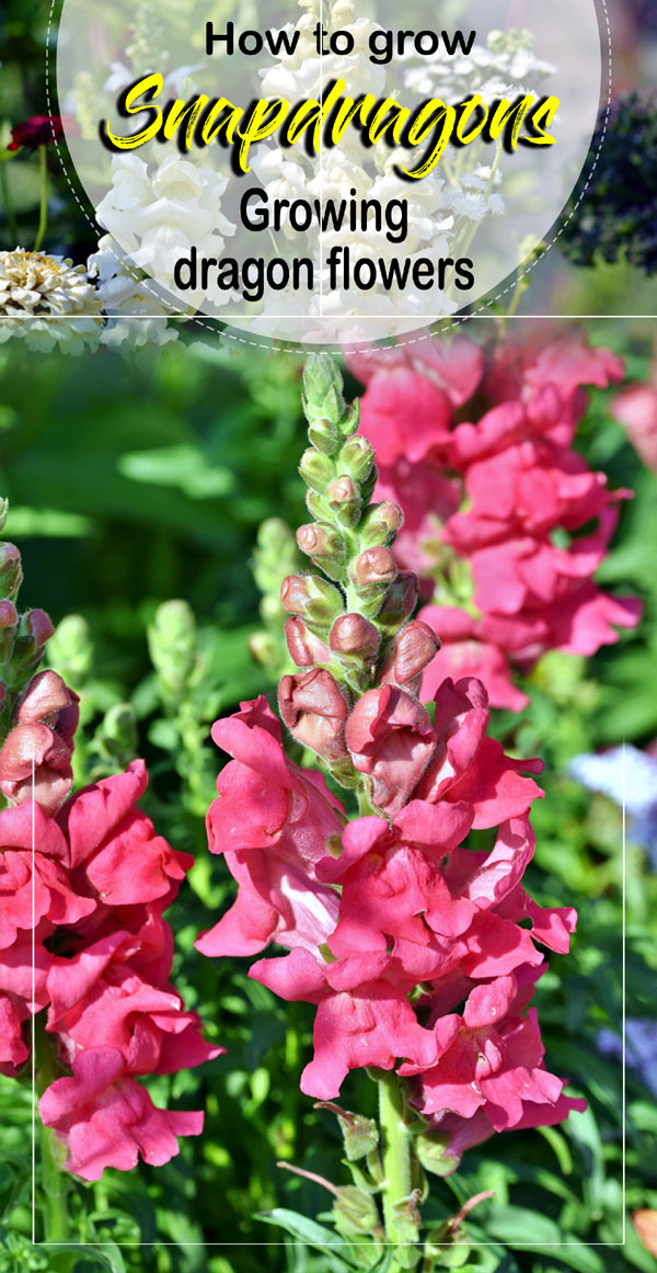 Snapdragons Plant