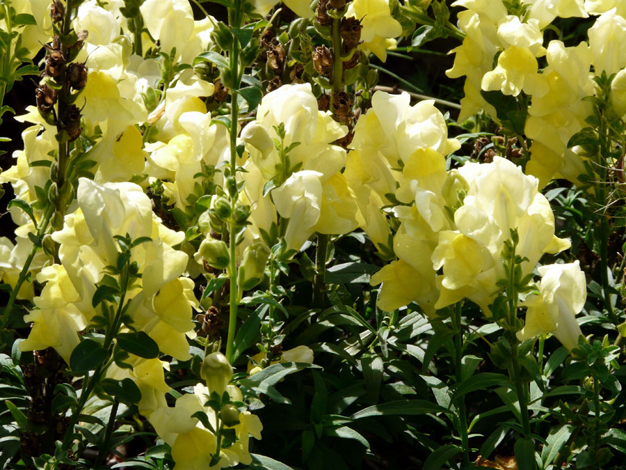 How to Grow Snapdragons Plant | Growing dragon flowers | Snapdragons care