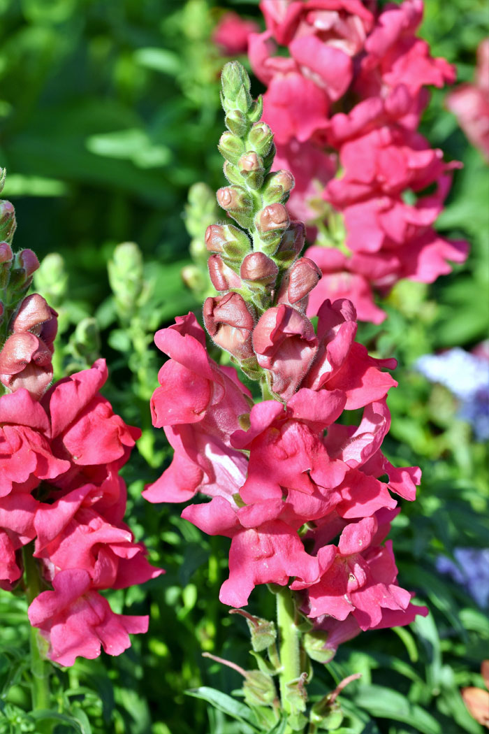 Snapdragons Plant 