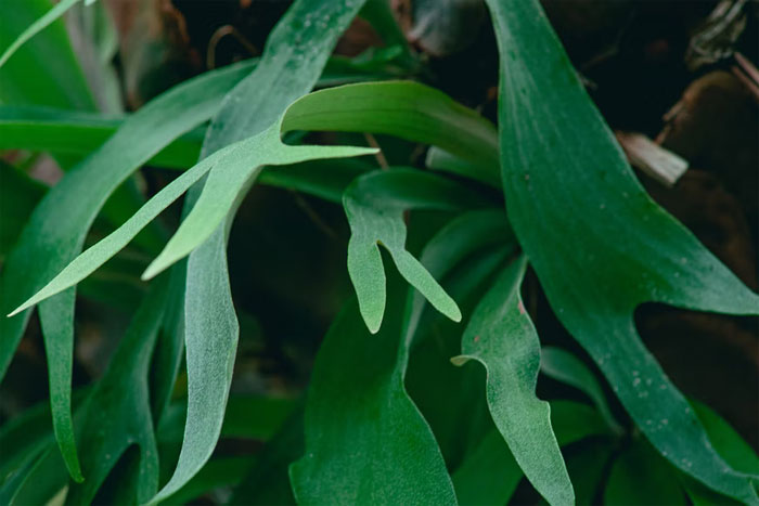 Hanging Plants