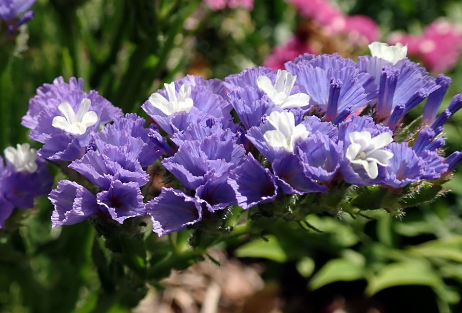 Statice Flowers (Limonium)