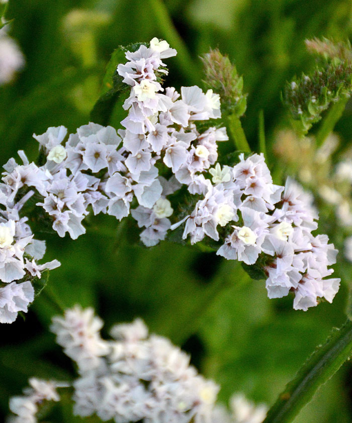 caspia | Limonium