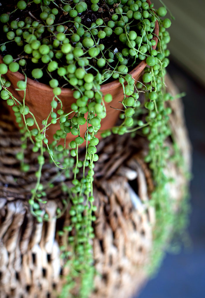 Trailing Plants