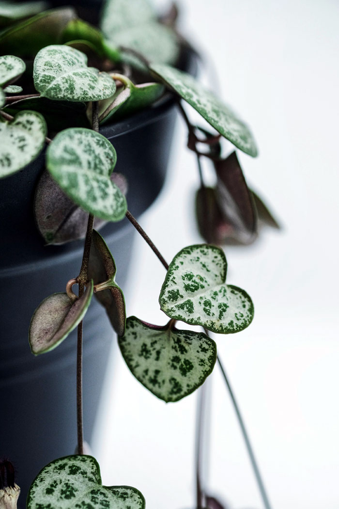 Hanging Plants