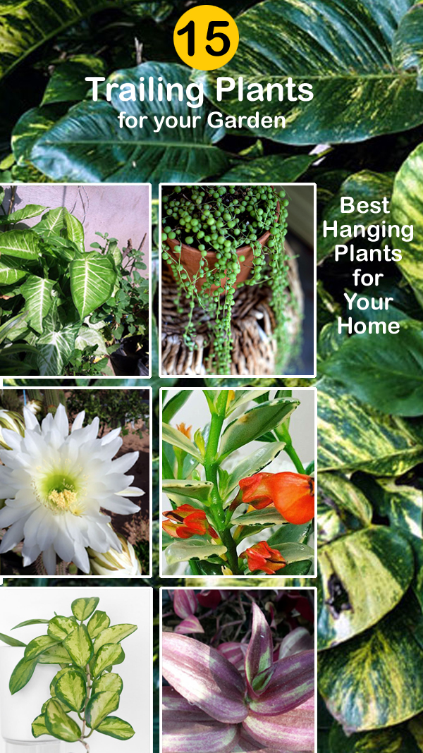 15Trailing Plants for your Garden | Best Hanging Plants for Your Home