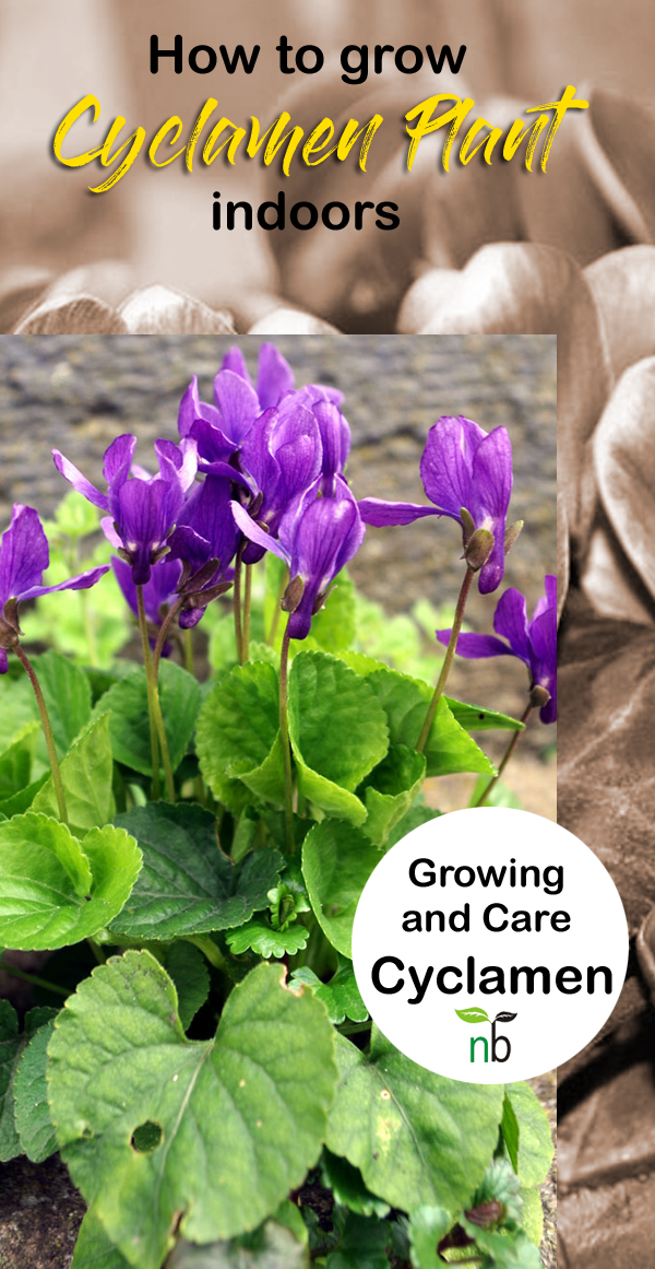 Cyclamen Plant indoors