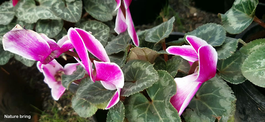 Growing and Care Cyclamen