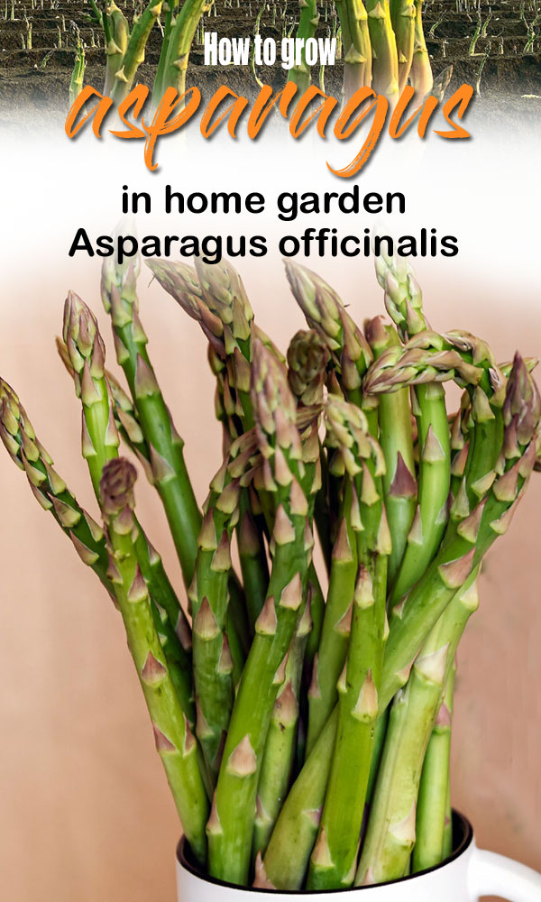 Growing asparagus