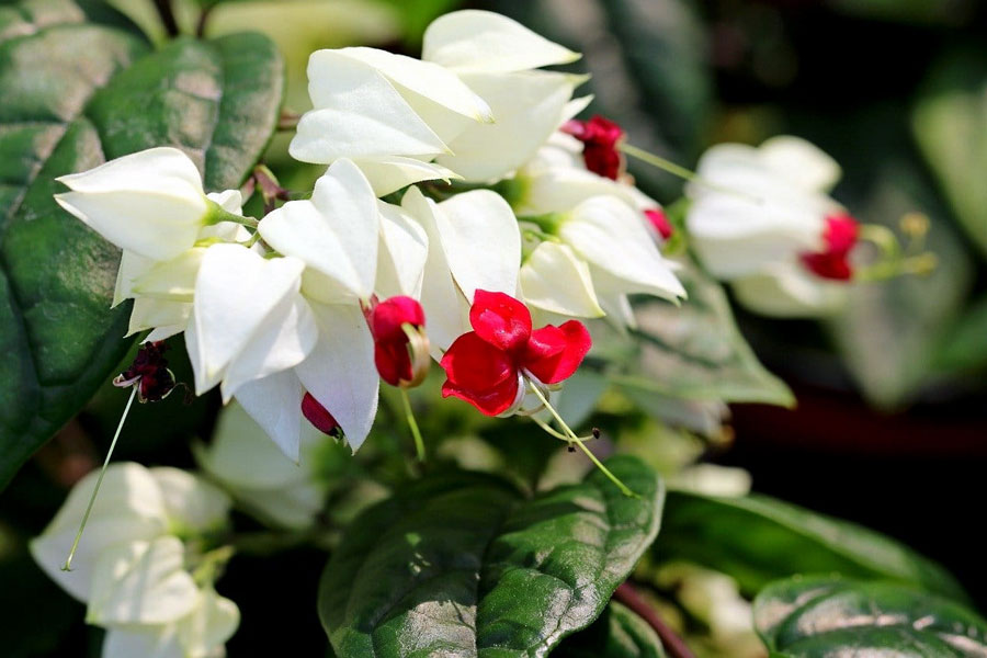 How to Grow Clerodendrum Plant | Growing bleeding heart vine