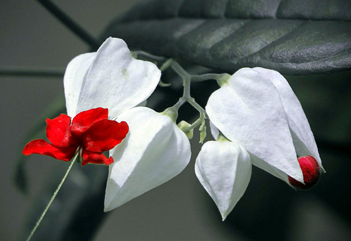 Clerodendrum Plant
