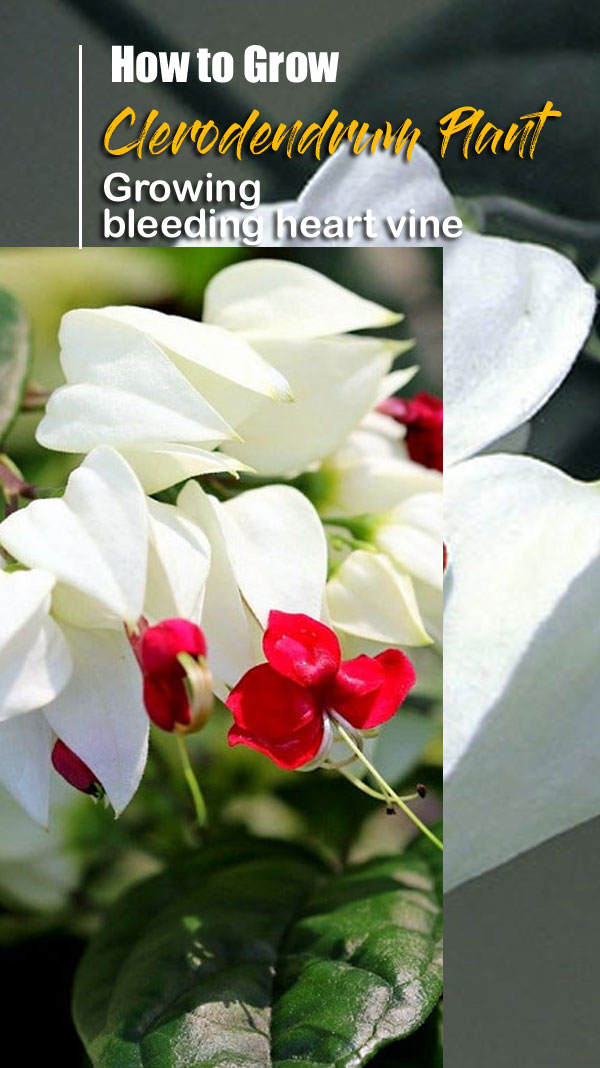 Clerodendrum Plant