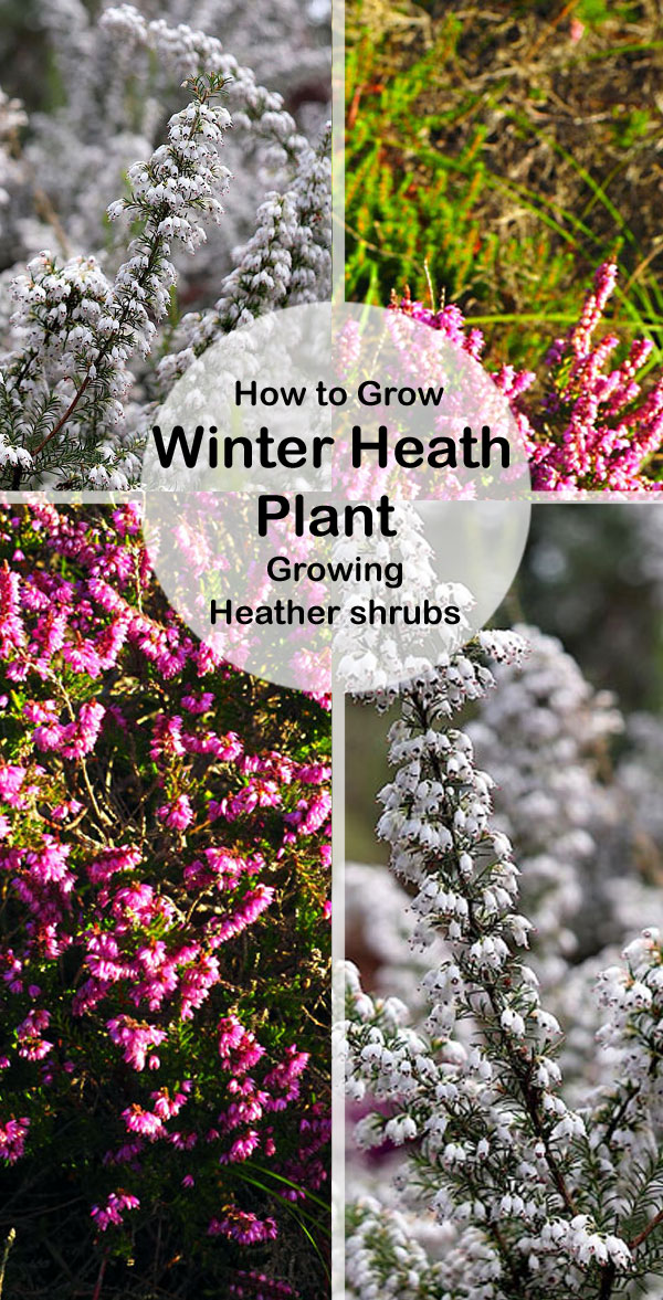 Growing Heather shrubs