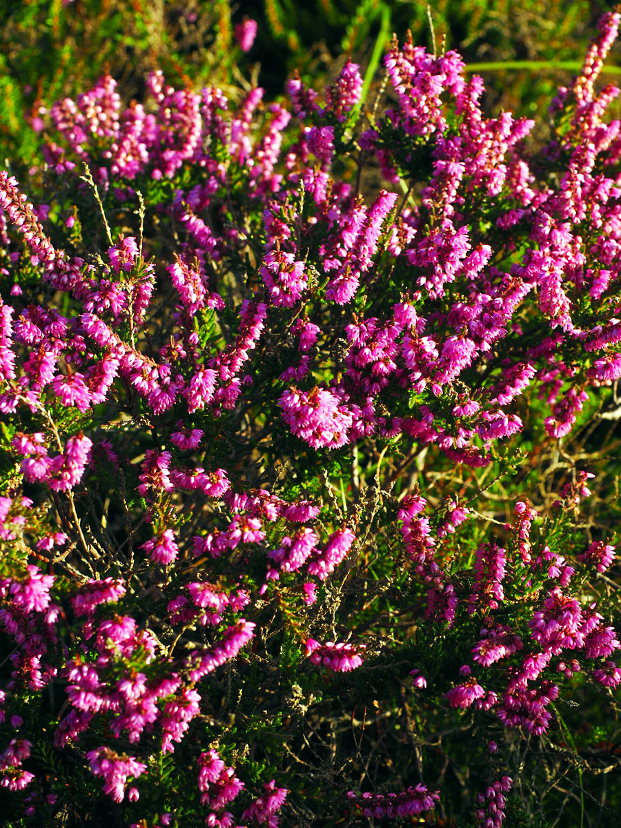 How to Grow and Care, Winter Heath Plant | Growing Heather shrubs