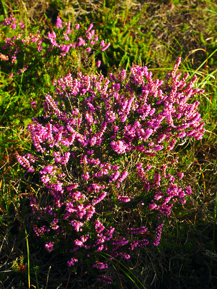 Winter Heath Plant