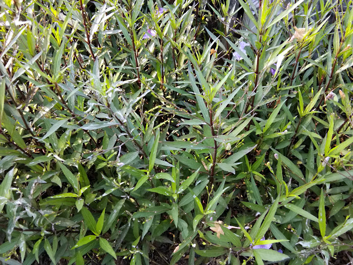 Tarragon herb (Estragon)