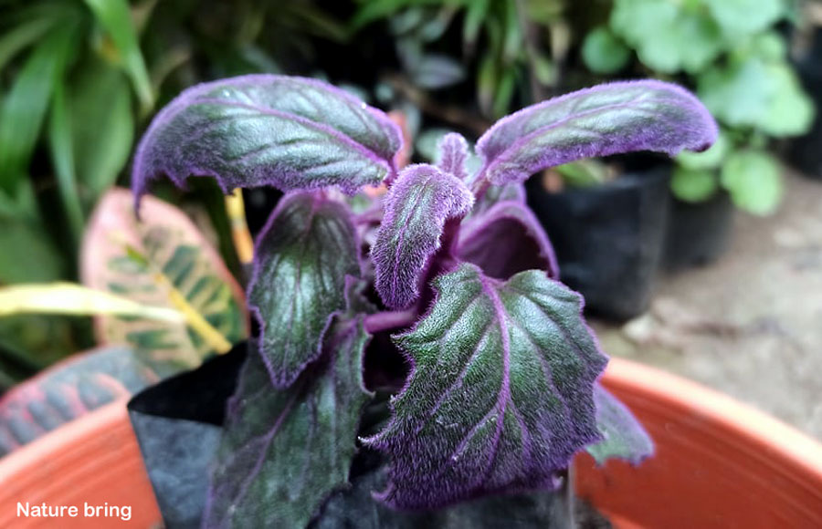 Velvet Plant (Gynura aurantiaca) | How to Grow purple passion plant