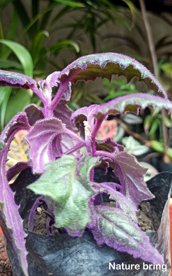 Velvet Plant 