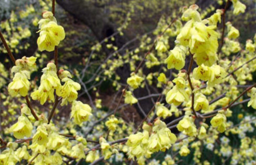 Corylopsis pauciflora