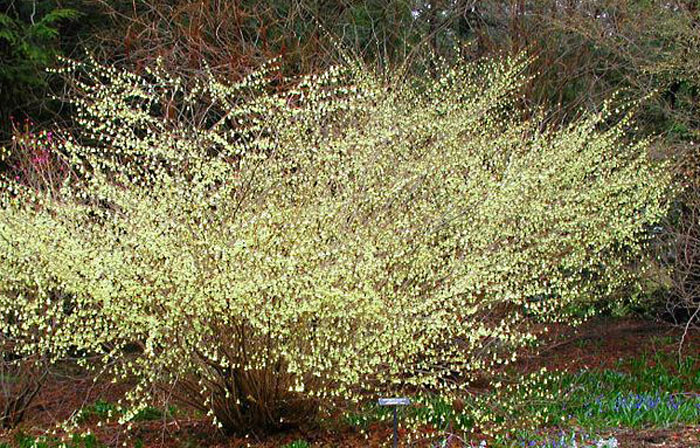 Buttercup Winter Hazel Plant | hazel winter
