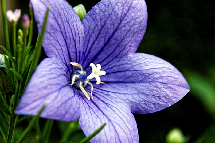 Chinese bellflower (Platycodon grandiflorus) | How to Grow Balloon ...