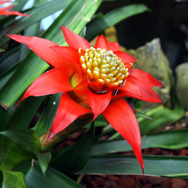 Bromeliad Plant (earth star) | How to Grow Bromeliad Plants | Guzmania ...