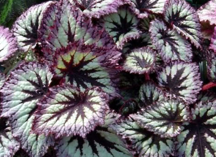 Rex Begonias Plant | painted leaf begonia