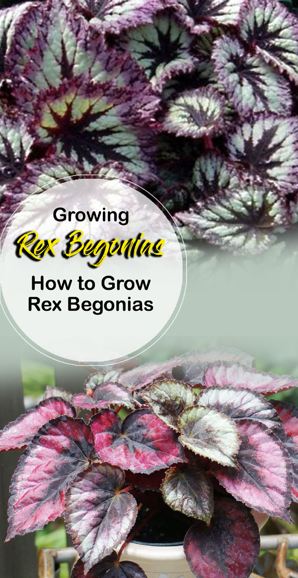 Rex Begonias (Begonia rex) | king begonia