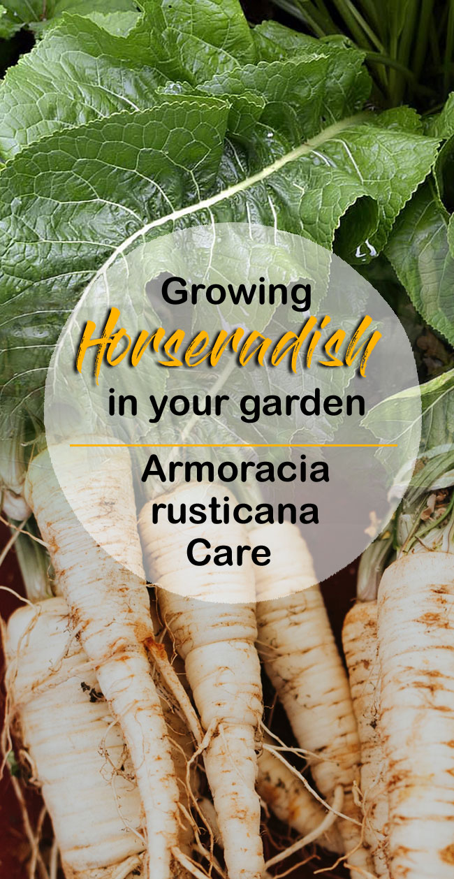Growing horseradish 