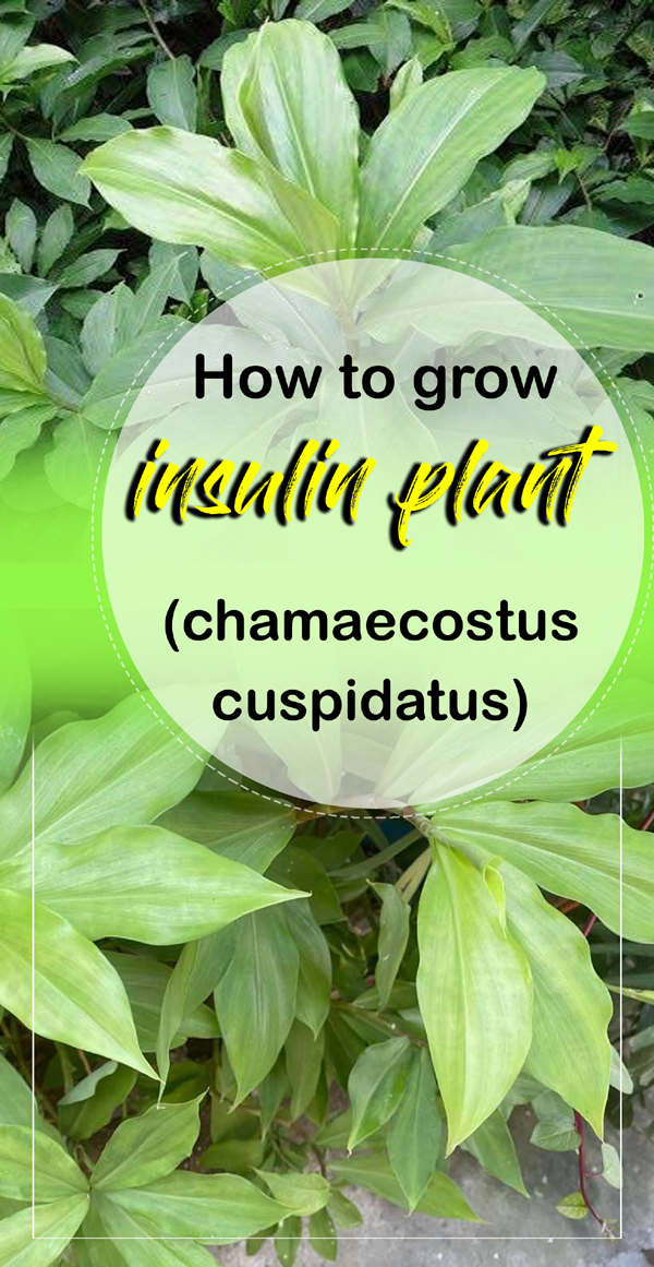 инсулиновое растение (chamaecostus cuspidatus) |  спиральный флаг