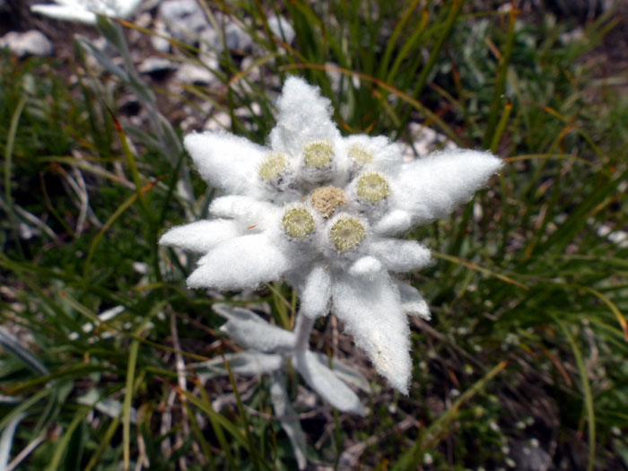 Edelweiss Flower