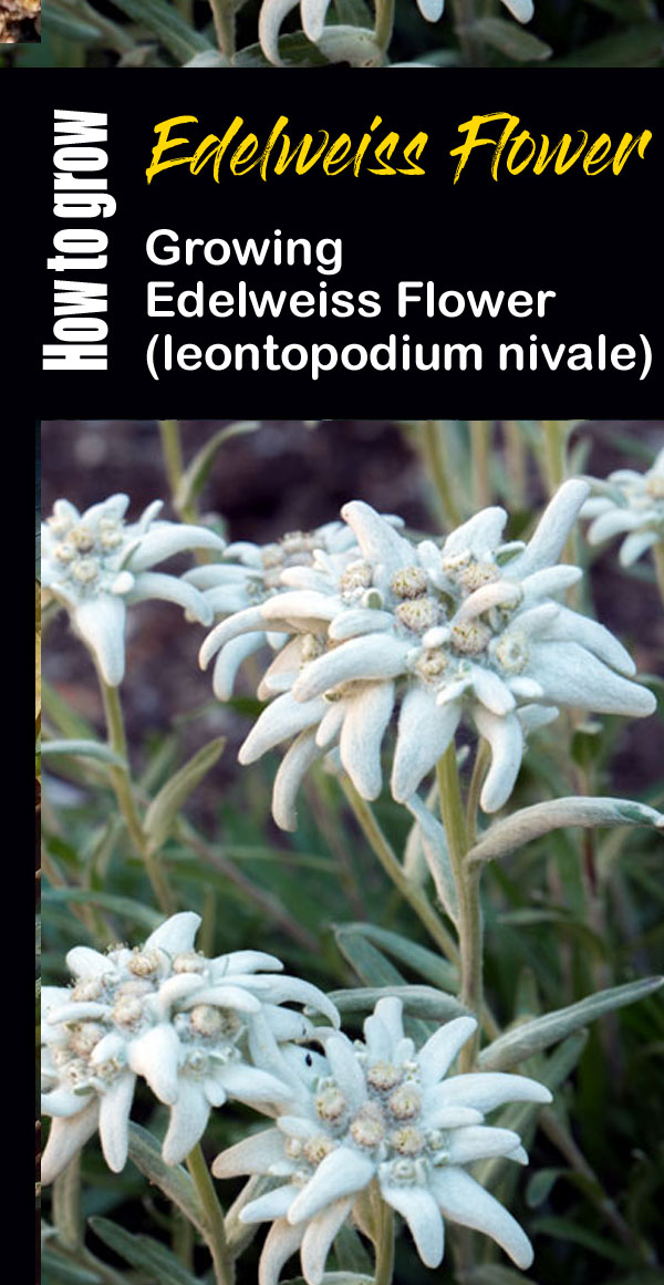 Edelweiss Flower (leontopodium nivale)