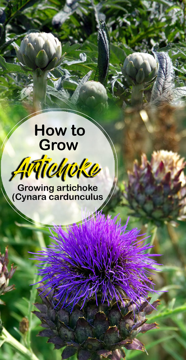 Growing artichoke (Cynara cardunculus)