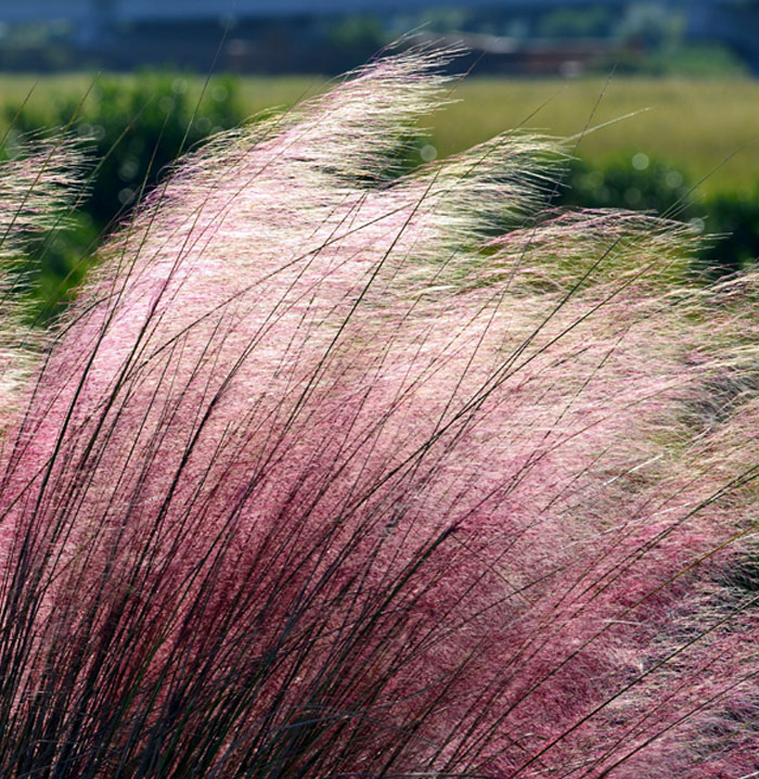 Pink Muhly Grass (Muhlenbergia capillaris )