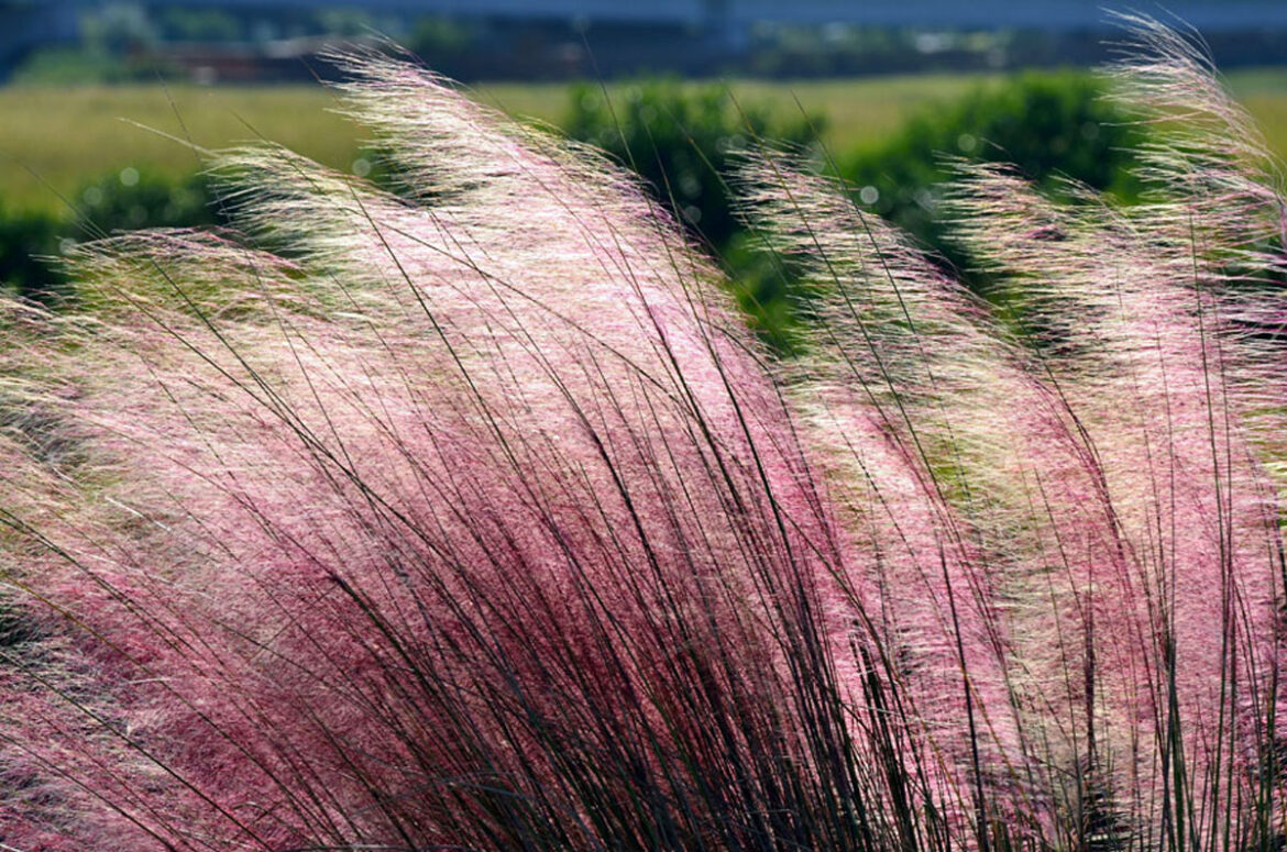 Muhlenbergia capillaris | How to Grow and Care Pink Muhly Grass