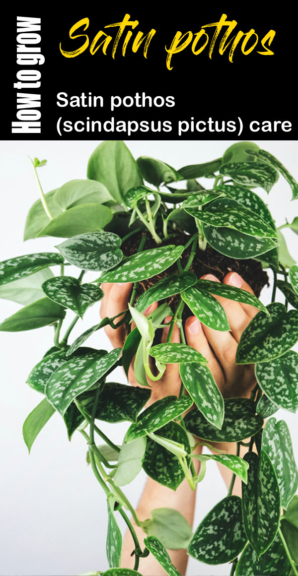 Satin pothos (scindapsus pictus)