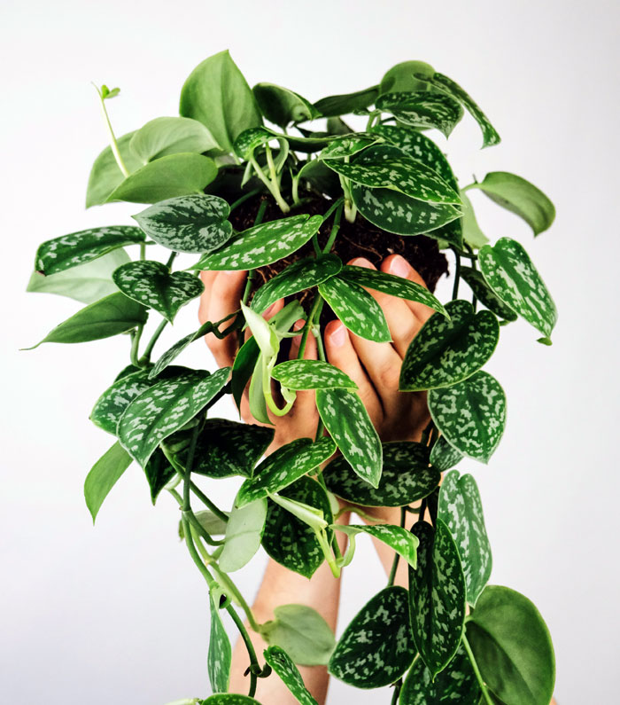 Satin Pothos Scindapsus Pictus Learn How To Develop Silver Pothos Plant Naturebring Top 0481